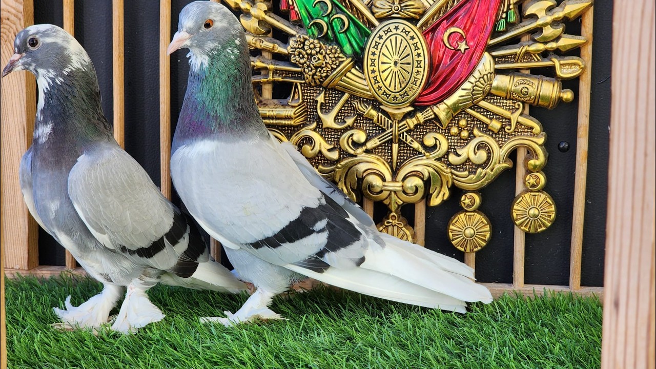 🏆❗👑 Canlı Güvercin Mezatı #Mezat MEHMET KARA 🏆❗👑