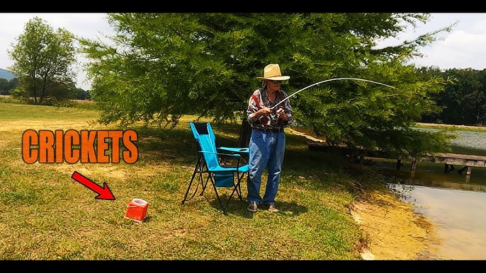 How to hook up crickets and grasshoppers Csf 24 03 Fig 