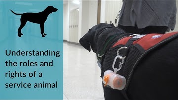 A Guide to Understanding Service Animals