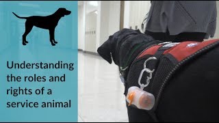 A Guide to Understanding Service Animals