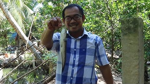 Câu cá lóc bằng vịt vui kinh khủng