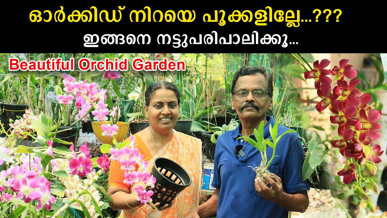 ഓർക്കിഡ് നിറയെ പൂക്കളില്ലേ ? ഇങ്ങനെ നട്ടുപരിപാലിക്കൂ|How To Plant An Orchid |Beautiful Orchid Garden