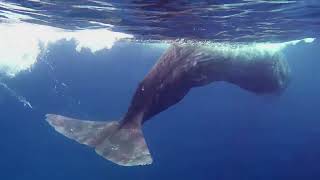 Face to face with a Sperm Whale in the Sea //Swimming with Sperm Whales in Timor Leste.