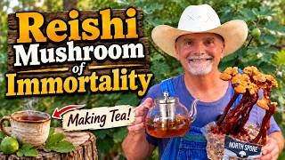 Reishi The Mushroom of Immortality
