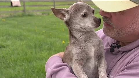 'You're loved, you're here': Michigan man provides sanctuary for senior rescue dogs