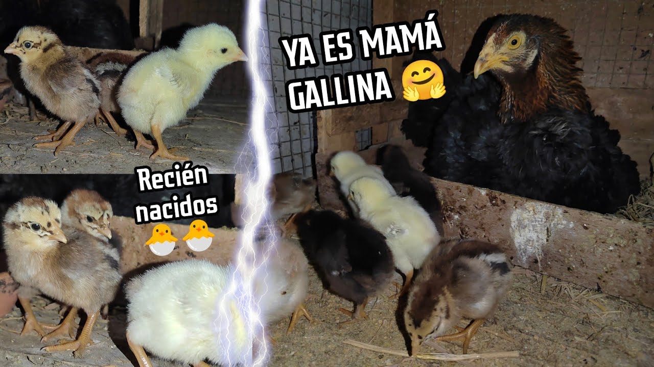 Nacimiento de pollitos 🐣 Limpieza & Alimentación 🐥
