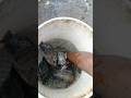 नदी से पकड़ी कवाई मछली 🐟 🐠😱 जिंदा पाउंड में छोड़ी | Amazing Fish Rescue😱 #shorts #fishingvideo #fish