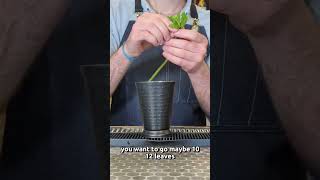 The Most American Cocktail out there, The Mint Julep