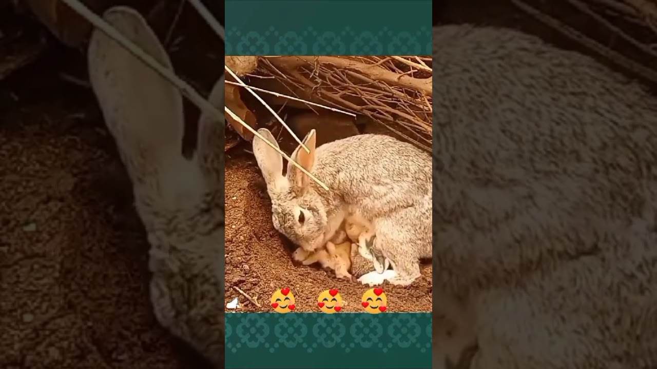 The quiet and discreet nature of a mama 