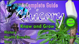 Chicory | Cichorium intybus| Health Benefits| Uses | History | Growing | Harvest