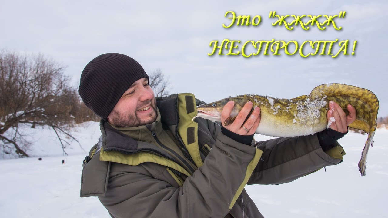 Налим в волге