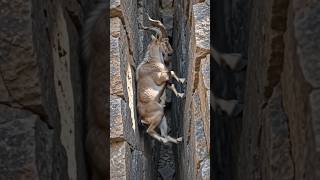 Markhor climbs a narrow cliff crack, slips, then reaches the top.