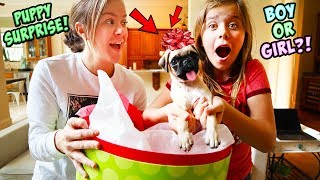 AYDAH GETS A SUPER SPECIAL PUPPY SURPRISE FOR CHRISTMAS!!