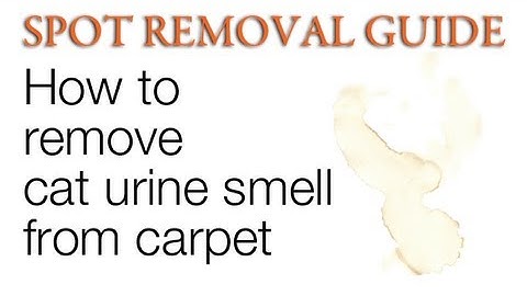How to Remove Cat Urine Smell from Carpet | Spot Removal Guide