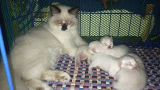 Our cute Permese kittens thought kichi was their mommy