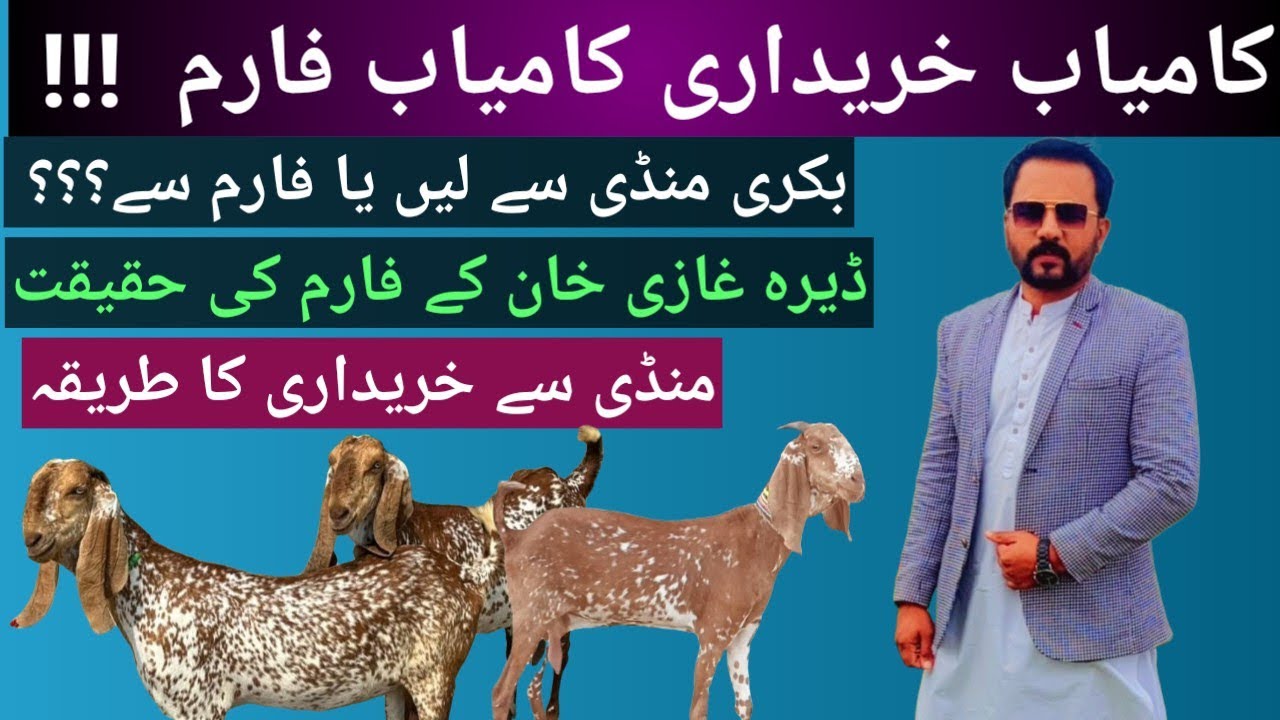 Buying animals | Goat farming in Pakistan | جانور کیسے خریدیں | کامیاب گوٹ فارم