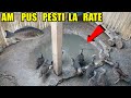 Am pus PEȘTI în iazul de la RAȚELE MANDARIN - Cum au reacționat rațele ? 🐟🐟🦆🦆