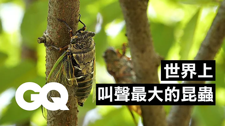 蟬的數量跟國債一樣多？17年蟬的生命週期，雄蟬雌蟬叫聲不一樣！ Bug Expert Explains Why Cicadas Are So Loud｜科普長知識｜GQ Taiwan - 天天要聞