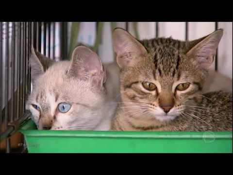 Vídeo: Os melhores produtos para gatos que manterão sua gatinha ocupada por horas