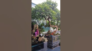 Cây ổi tuyệt đẹp và lợi ích tuyệt vời của quả ổi#bonsai #caytrongnha #cuộc_sống_quê #caycanh