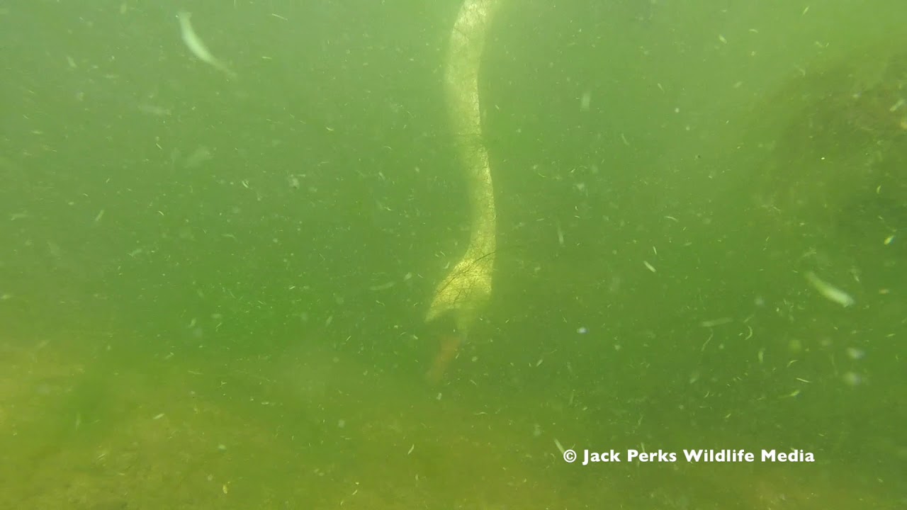 camera iphone 8 plus apk Mute Swan Feeding Underwater & Water Cabbage