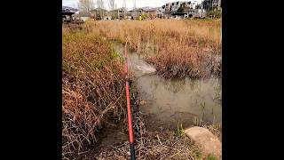 PEST CONTROL the AUSSIE WAY #australia #pestcontrol #fishing #swampdonkey #shorts