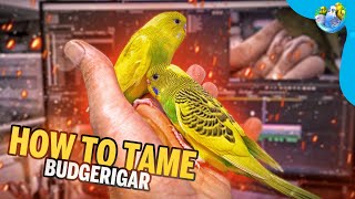 How to Hand Feed a Budgie | Part 6 | by Alen AxP 22,801 views 4 months ago 6 minutes, 51 seconds