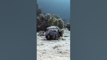 Cá Nóc - Ăn Một Miếng Có Thể Mất Mạng #cánóc #khampha #khámphá