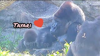 塔莉很愛老公#Djeeco#ゴリラ#迪亞哥#金剛猩猩#taipeizoo #gorilla #台北市立動物園