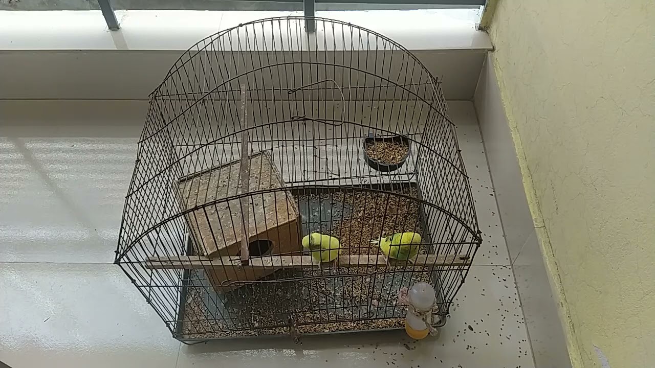 Feathered Fascination: A Close-Up Look at the Dynamic Lives of Birds