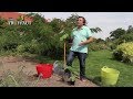 La rhubarbe  plantation et entretien  truffaut