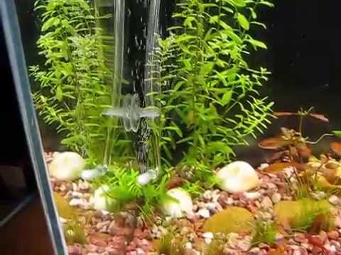 Photo inspiration: Regulating Aquarium Co2 Levels With Yeast Reference: DIY Aquarium Co2 System Sugar And Yeast