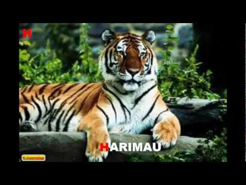 HARIMAU.mp4