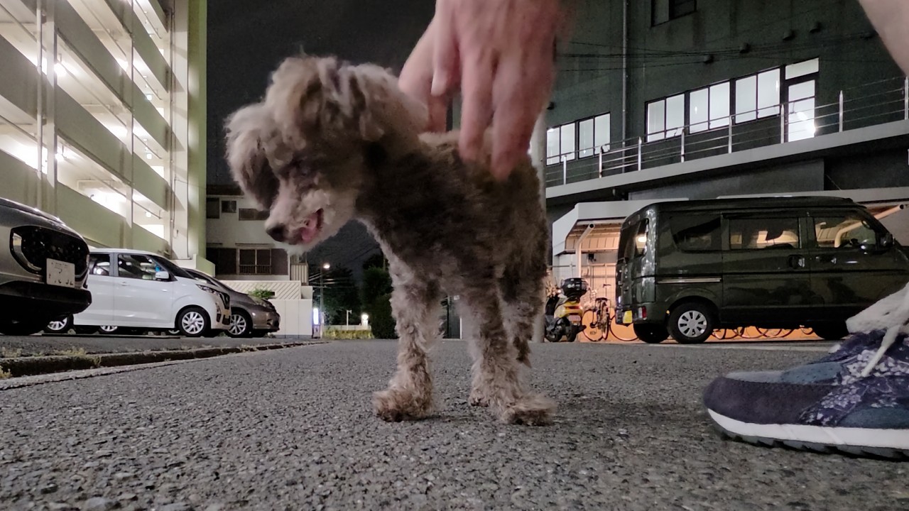 夜、突然パニックになったスーちゃん。落ち着かせるために久しぶりの深夜散歩。