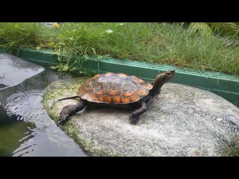 オレンジニホンイシガメ 令和元年