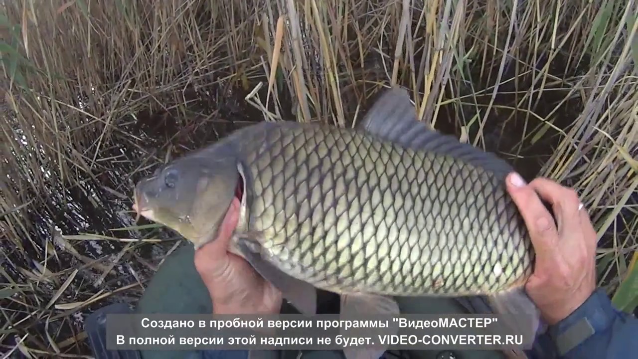 Клев на оке сегодня