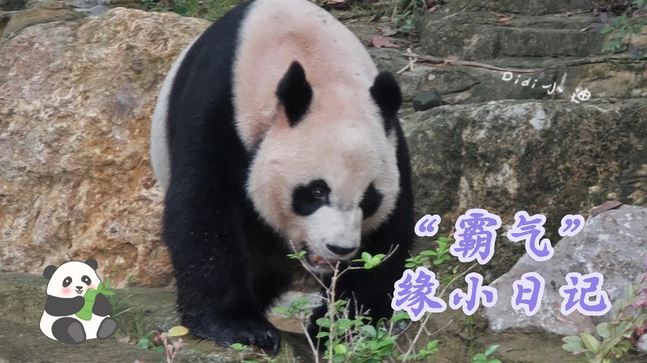 【“霸气”缘小日记】大熊猫不止有可爱的，还有霸气的哦，今天是霸气缘小的专属视频，霸气出场霸气进食~