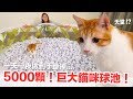 5000顆紙球做出巨大貓咪球池！是貓咪天堂啊！【傻眼貓咪EP3】
