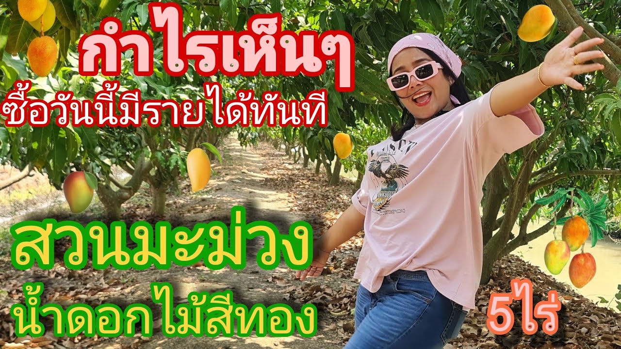 สุดคุ้มสวนมะม่วงน้ำดอกไม้ กำไรเห็นๆซื้อวันนี้มีรายได้ทันที [EP.1477] เนื้อที่ 5 ไร่