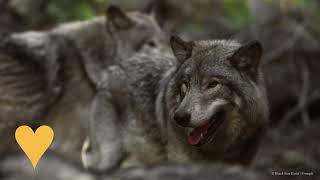 The Wolf’s Comeback – A Controversial Conservation Success! 🐺