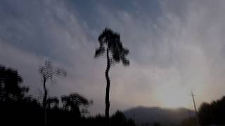 FPV FreeStyle 181014 Flight at a PineTree Forest