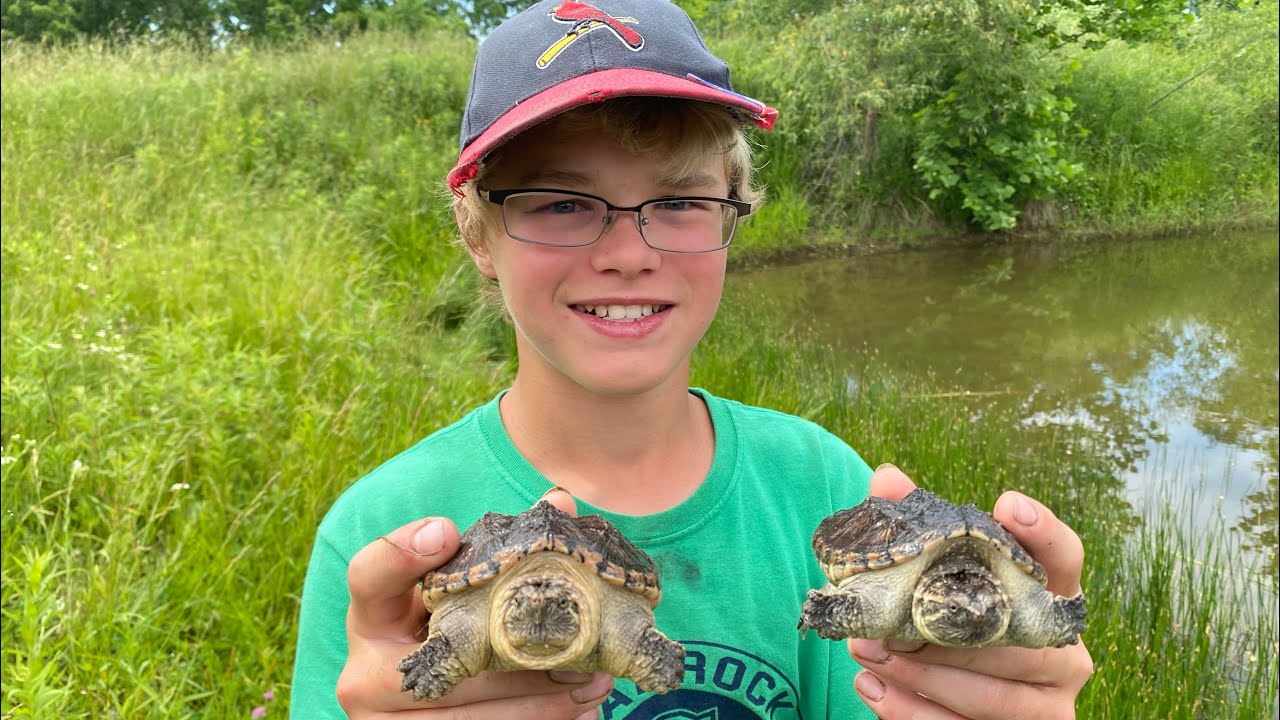 Releasing rescued snapping turtles back into the wild - Part 2 - YouTube