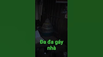 đa đa gáy , tiếng chim đa đa ,noog qaib qag qag quaj zoo heev