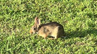 A lone Black Vulture and a cute baby Cottontail Rabbit at the park 