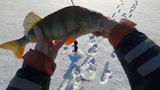 Pimpelfiske Efter Stor Abborre Vintern 2021