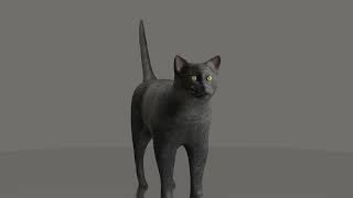 Cat 3d model showcase
