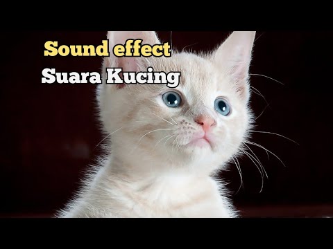 Cat sound effect ~ Efek suara kucing [ No Copy Right ...