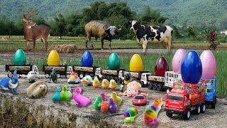 Colorful Surprise Eggs, Cow, Octopus, Dinosaur, Duck, Love Bird, Owl, Squirrel, Truck, Thomas train by Scoopy Toys_ 6 views 13 days ago 10 minutes, 18 seconds