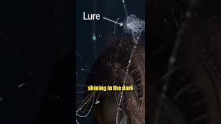 Anglerfish Stealth Attack #facts #forgottenfacts #animals
