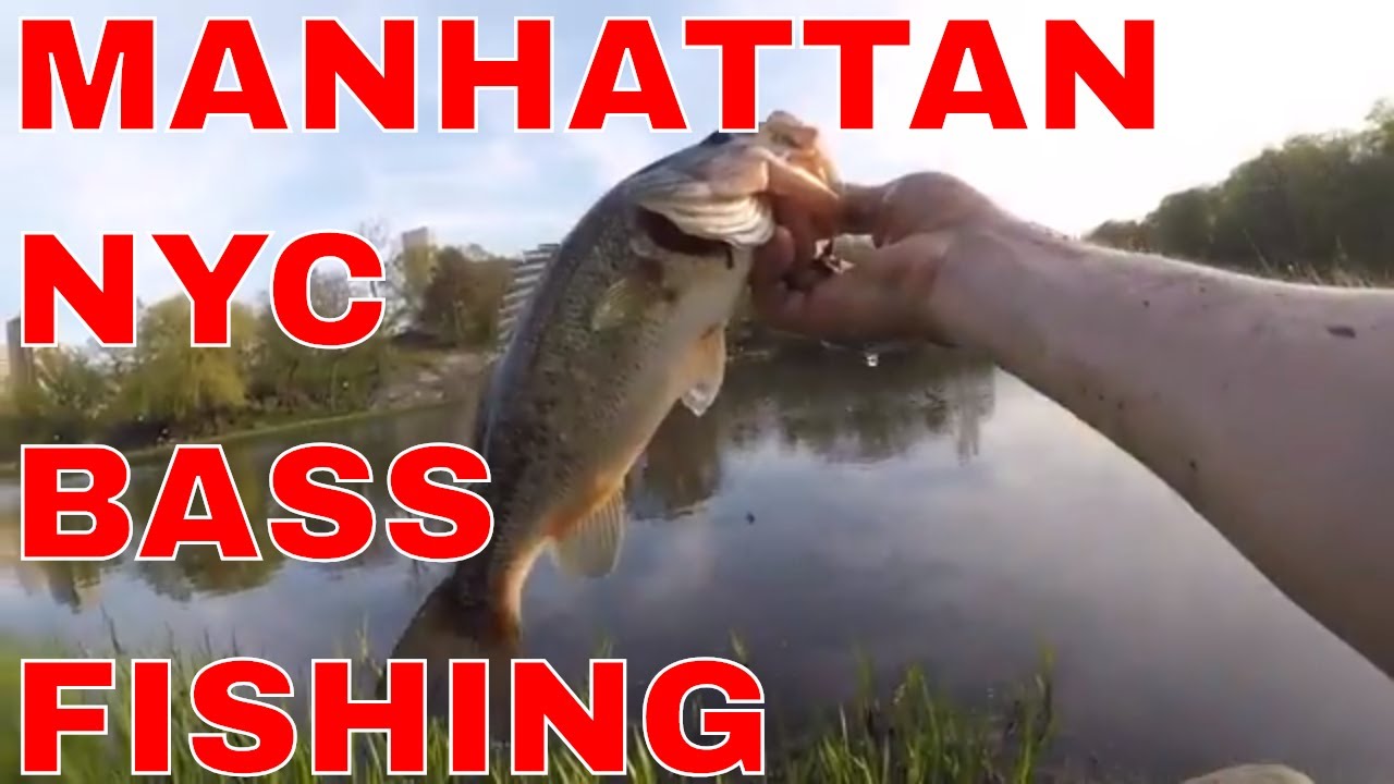 Manhattan NYC Bass Fishing YouTube